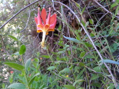 Aquilegia eximia