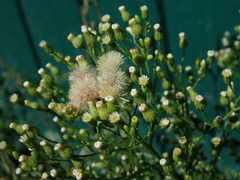 Erigeron canadensis
