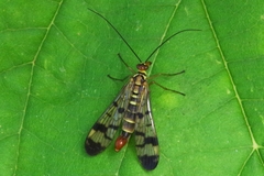 Panorpa vulgaris