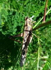 Schistocerca piceifrons