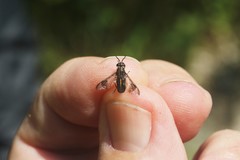 Chrysops univittatus
