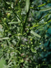 Erigeron canadensis