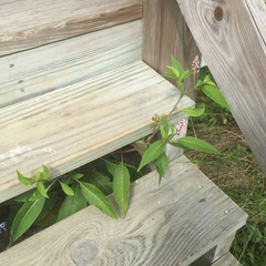 Phytolacca americana rigida