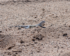 Callisaurus draconoides rhodostictus