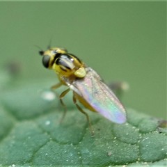 Thaumatomyia notata