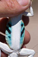 Callisaurus draconoides rhodostictus