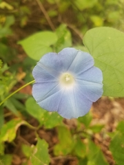 Ipomoea tricolor