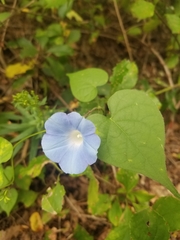 Ipomoea tricolor