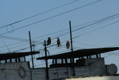 Sturnus vulgaris