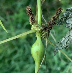 Neolasioptera boehmeriae