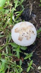 Chlorophyllum molybdites image