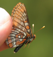 Euphydryas gillettii