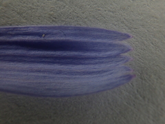 Cichorium intybus