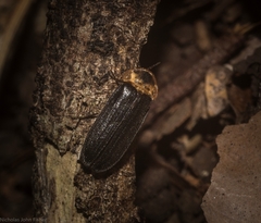 Atyphella scintillans