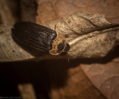 Atyphella scintillans