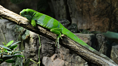 Fiji Banded Iguana photo 5