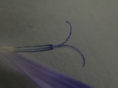 Cichorium intybus