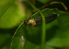 Atyphella scintillans