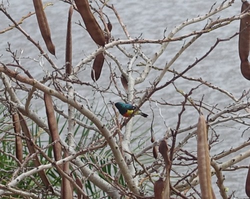 Mayotte Sunbird (Cinnyris coquerellii)