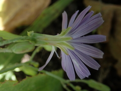 Lactuca tatarica