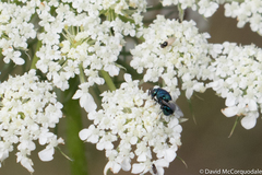 Perilampidae