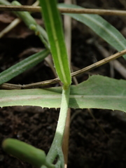 Lactuca tatarica