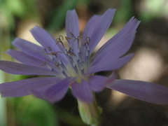 Lactuca tatarica