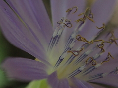 Lactuca tatarica