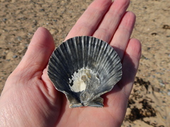 Aequipecten opercularis