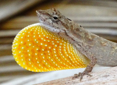 Clouded Anole photo 4