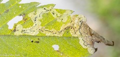 Liriomyza carphephori