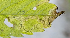 Liriomyza carphephori