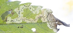 Liriomyza carphephori