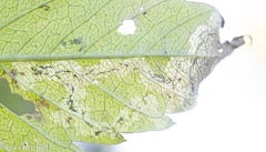 Liriomyza carphephori