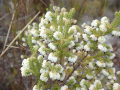 Erica cumuliflora