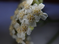 Achillea millefolium