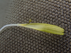 Sonchus oleraceus
