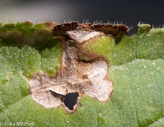 Aulagromyza orbitalis