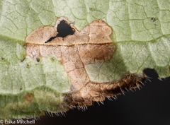 Aulagromyza orbitalis