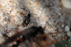 Lionychus quadrillum