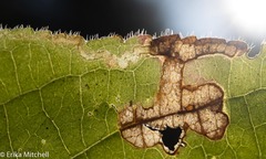 Aulagromyza orbitalis