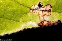 Aulagromyza orbitalis