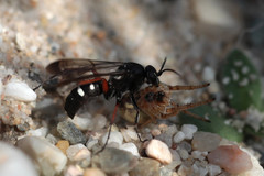 Episyron rufipes