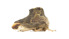 Telamona ampelopsidis