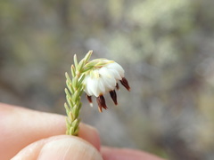 Erica cumuliflora
