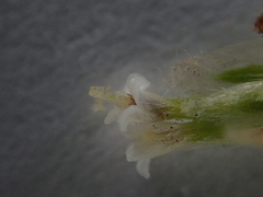 Achillea millefolium