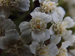 Achillea millefolium