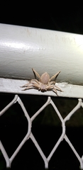 Heteropoda pingtungensis