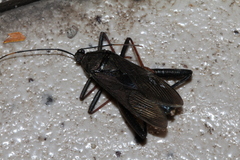 Cloresmini