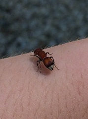 Pseudomethoca simillima